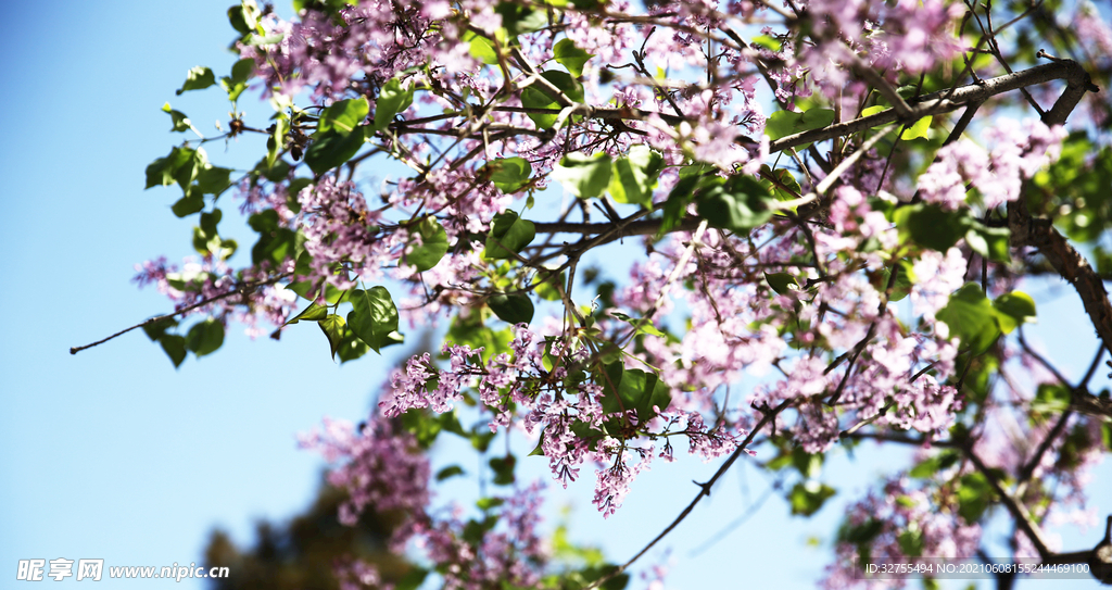 丁香花