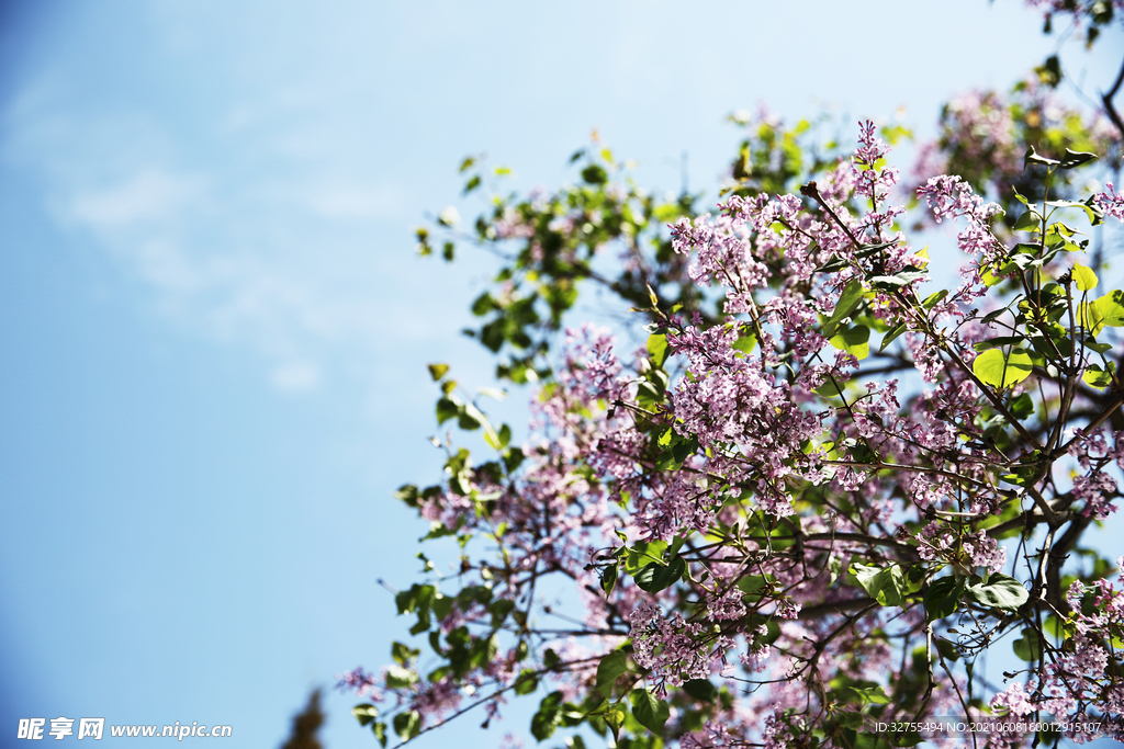 丁香花