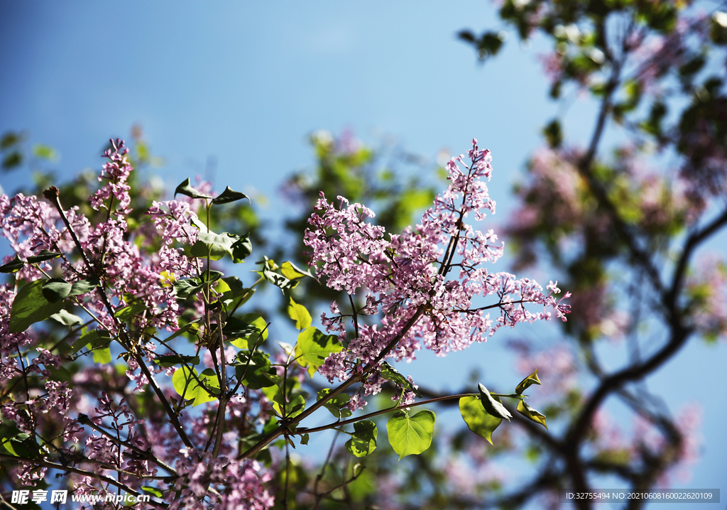 丁香花