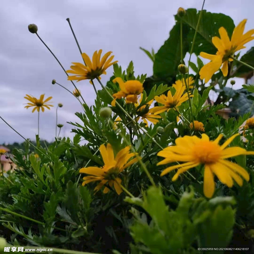 小黄花