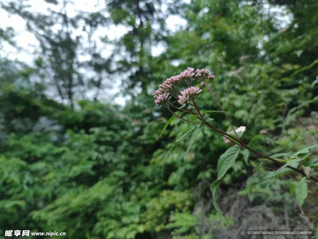 泽兰花