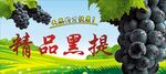 极品黑提
