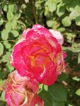 玫瑰花