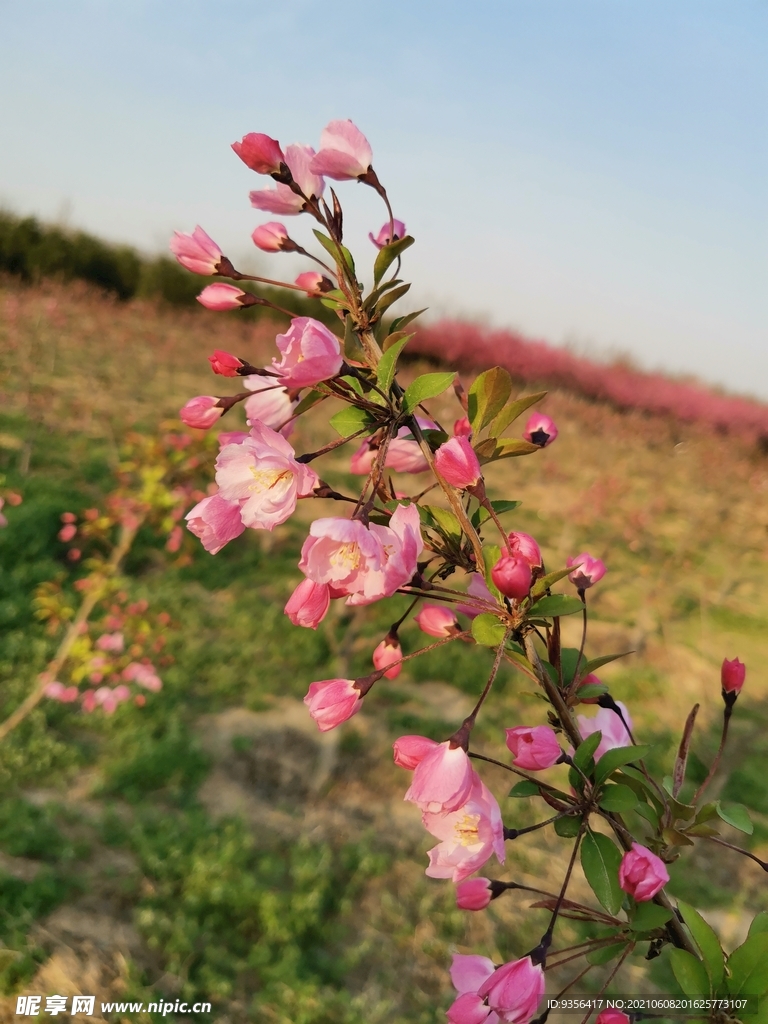 海棠花