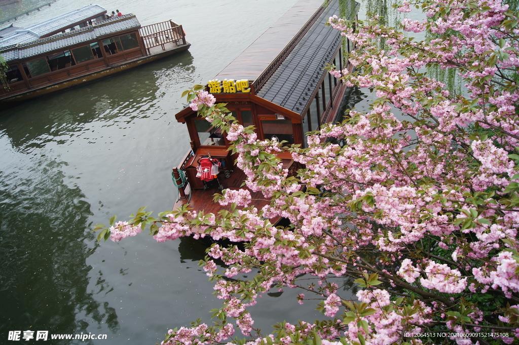 春日桃花