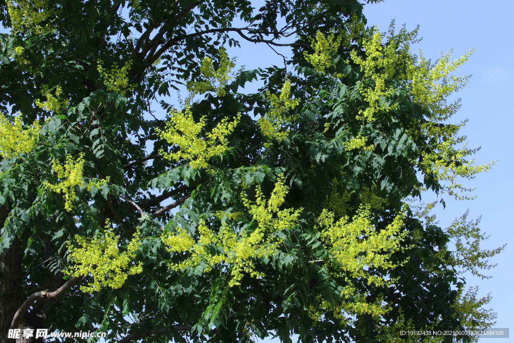 栾树花 