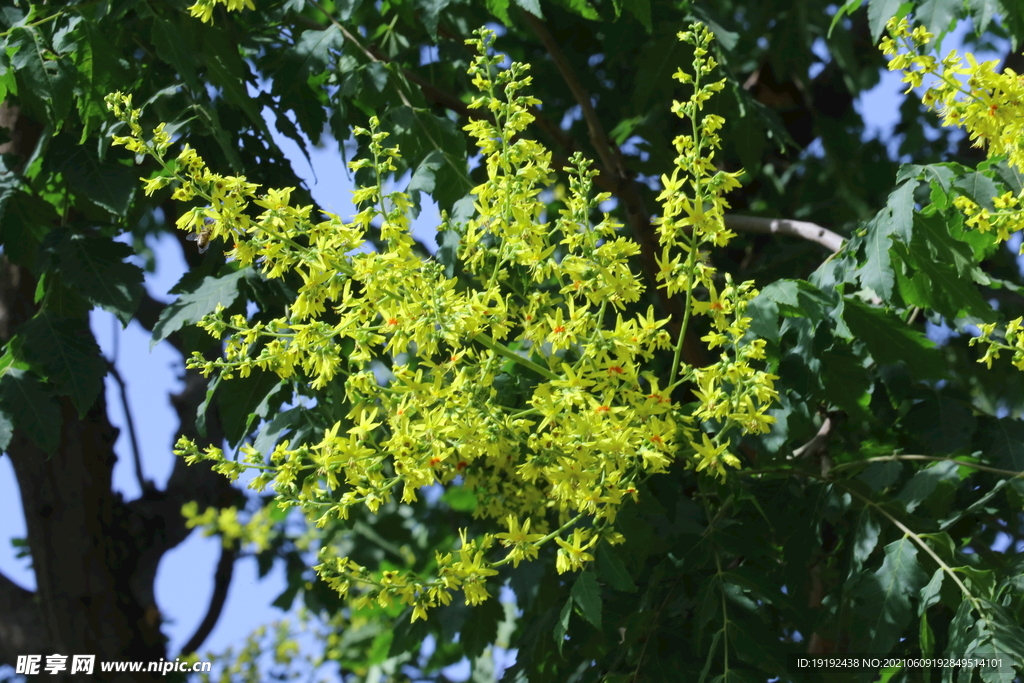 栾树花