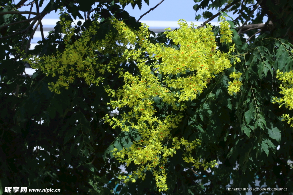 栾树花