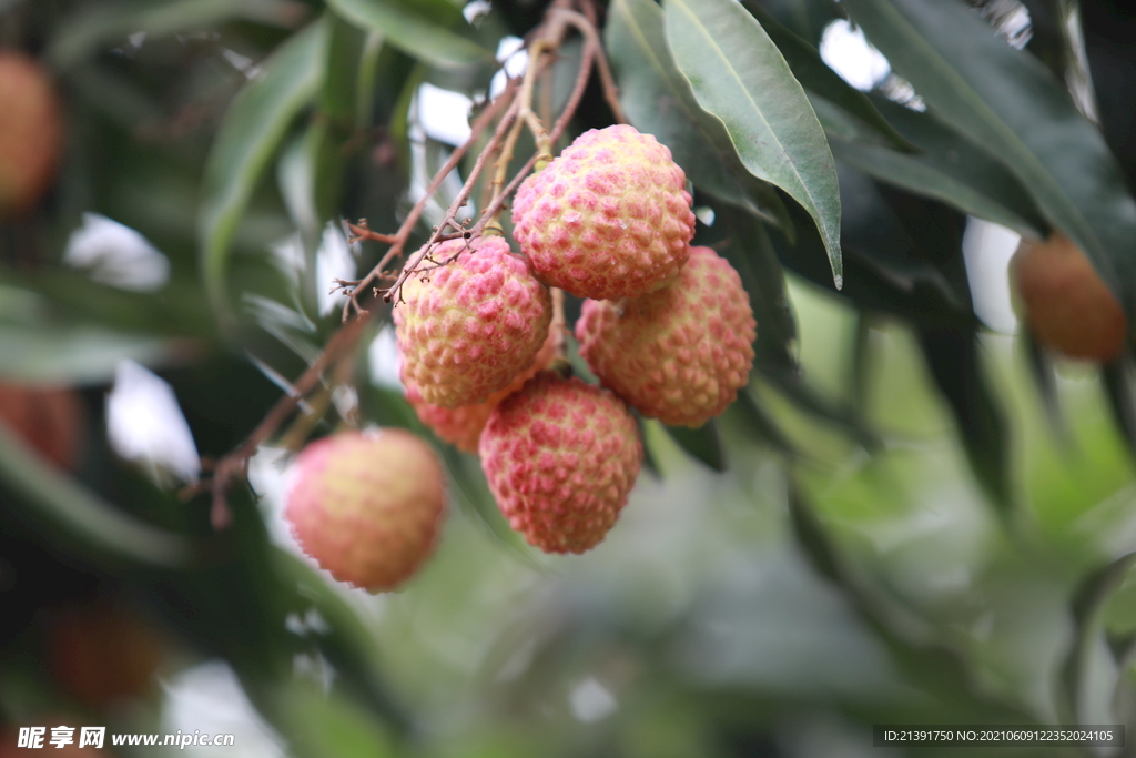 水果 荔枝树