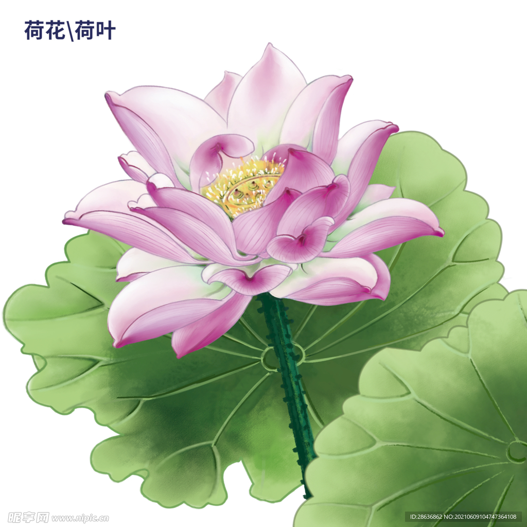 手绘荷花荷叶图片