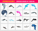 海豚免抠素材