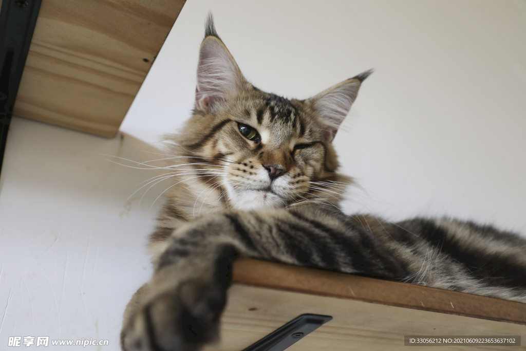 猫