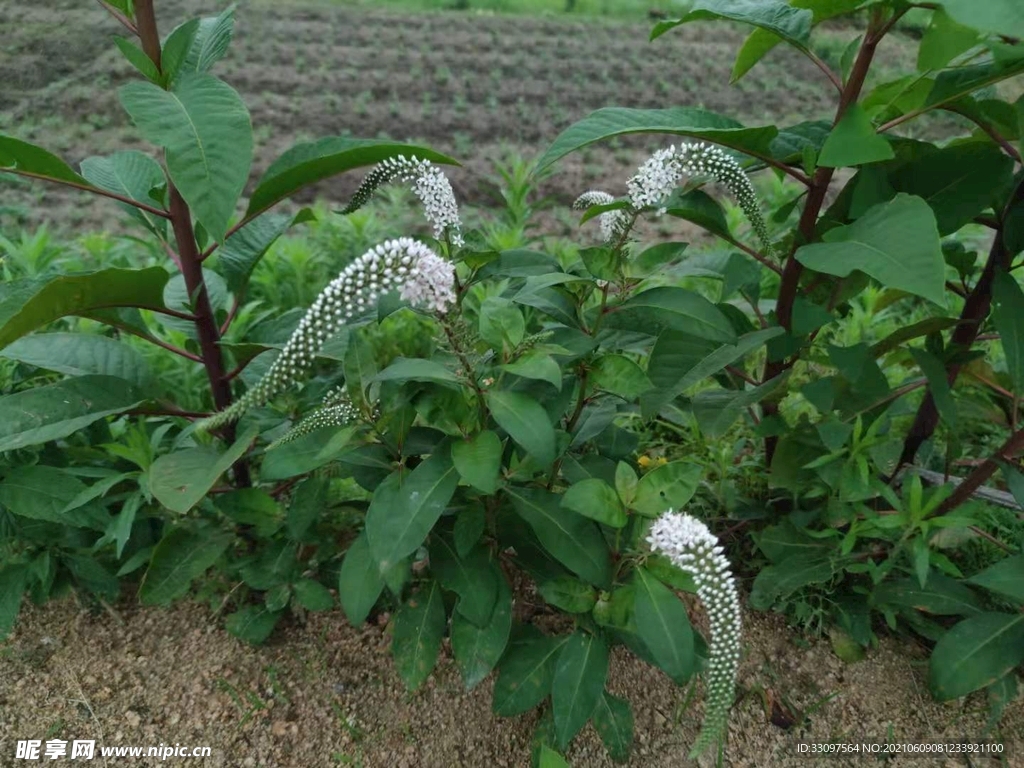 珍珠菜