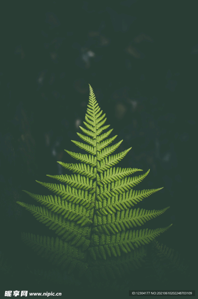 野草