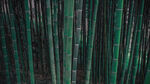 竹子 