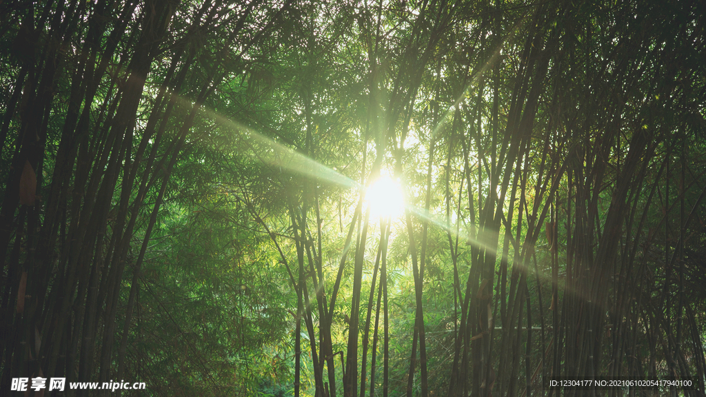 竹林和阳光