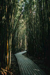竹林小道