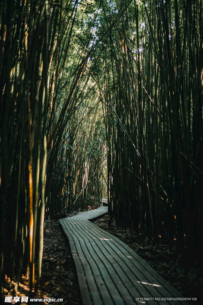 竹林小道