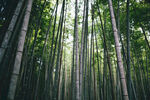 竹林