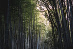 竹林
