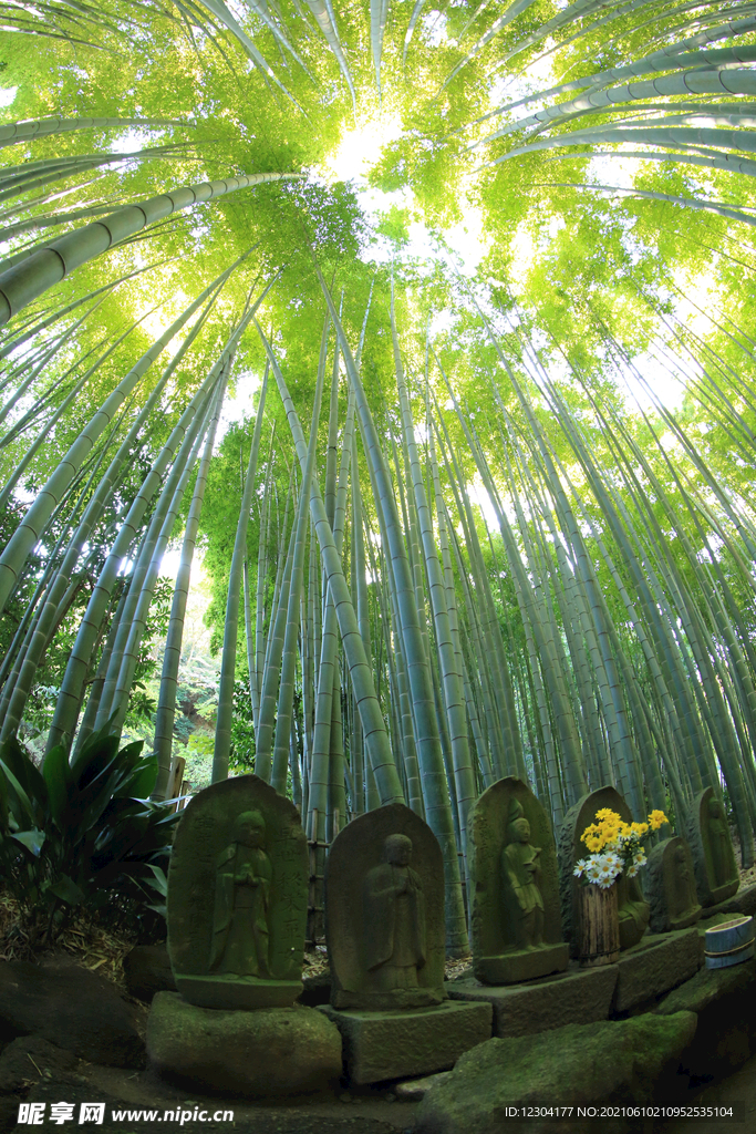 竹林