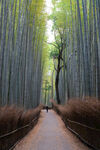 竹林小道