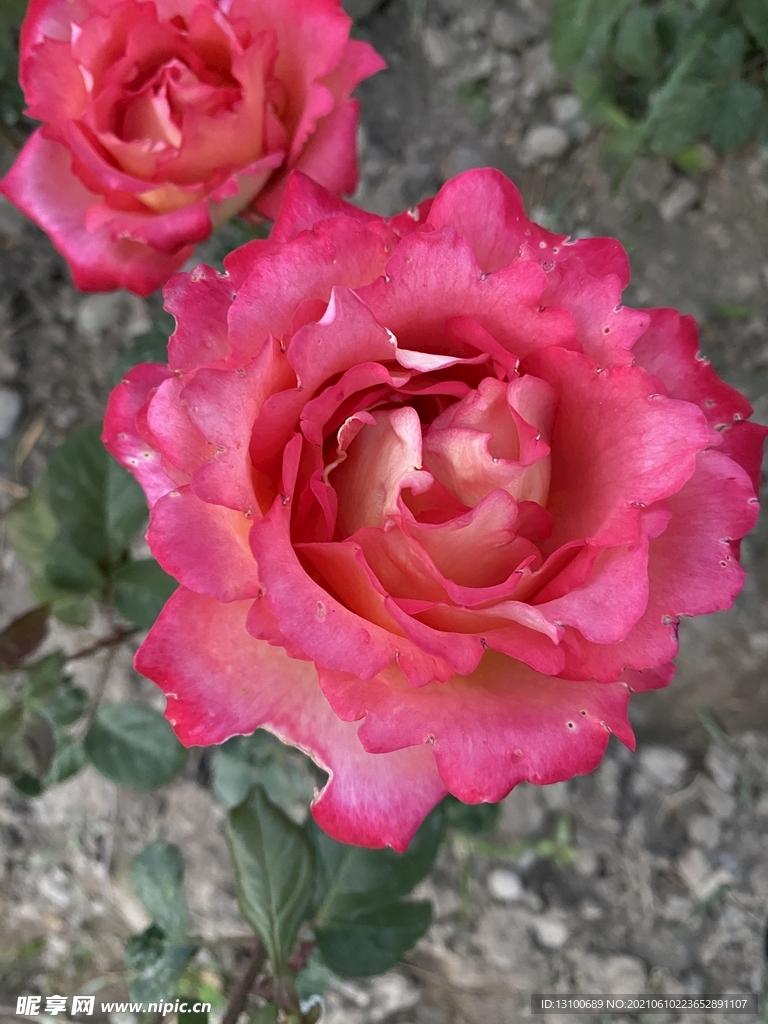 玫瑰花