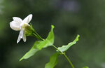 茉莉花