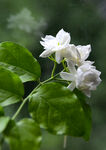 茉莉花