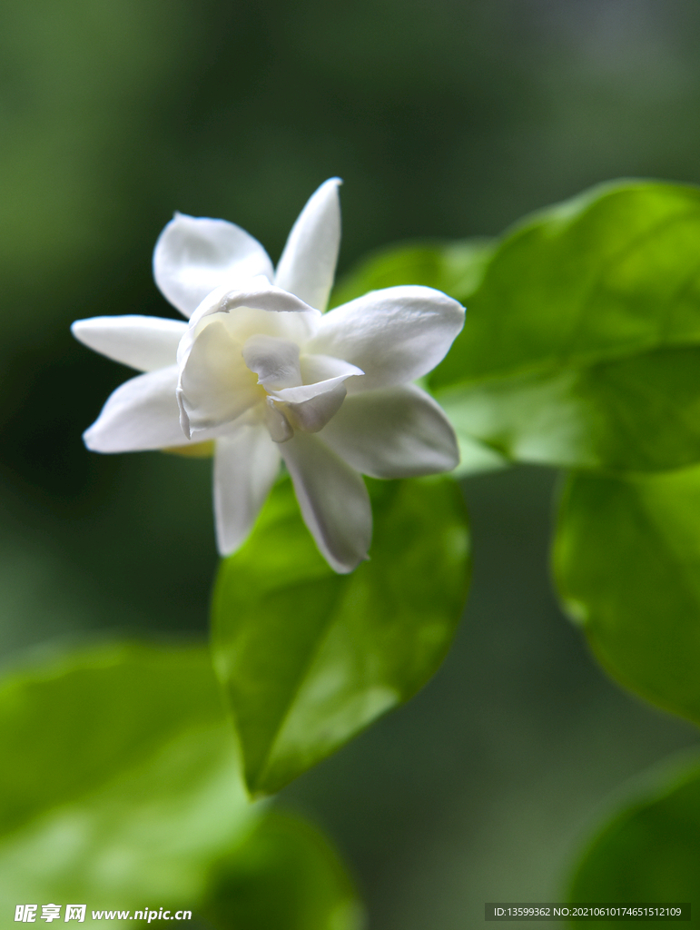 茉莉花