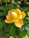 黄色玫瑰花