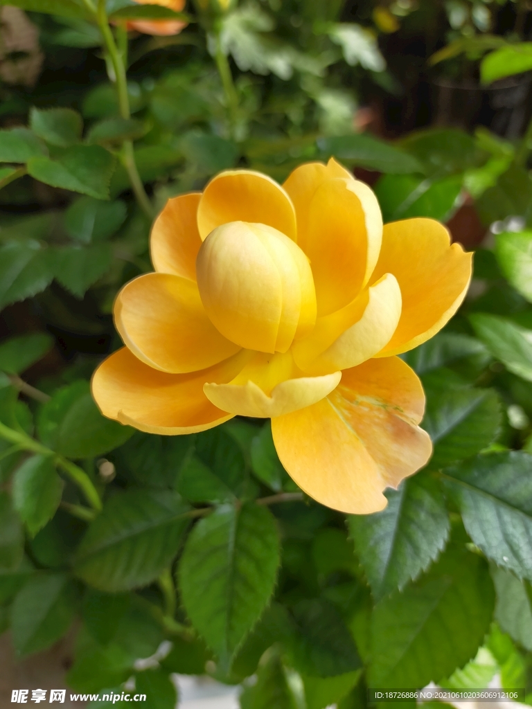 黄色玫瑰花
