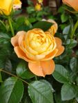 玫瑰花
