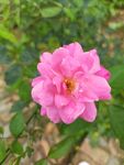 玫瑰花
