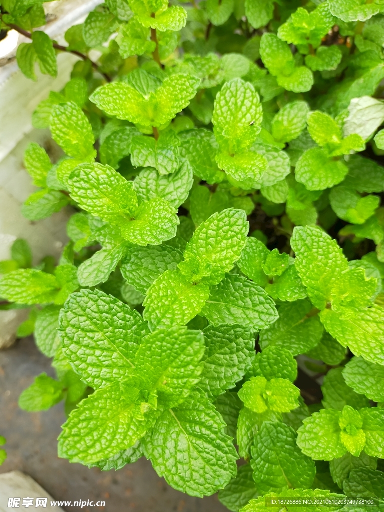 薄荷