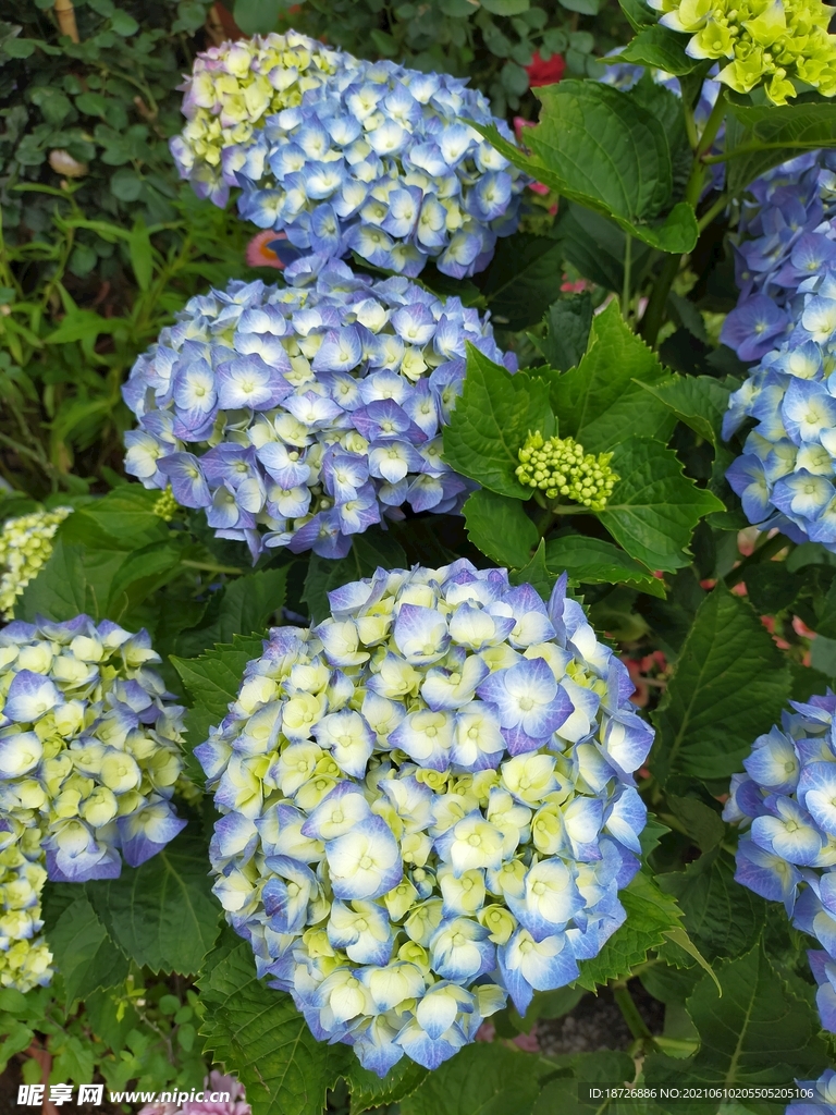 绣球花