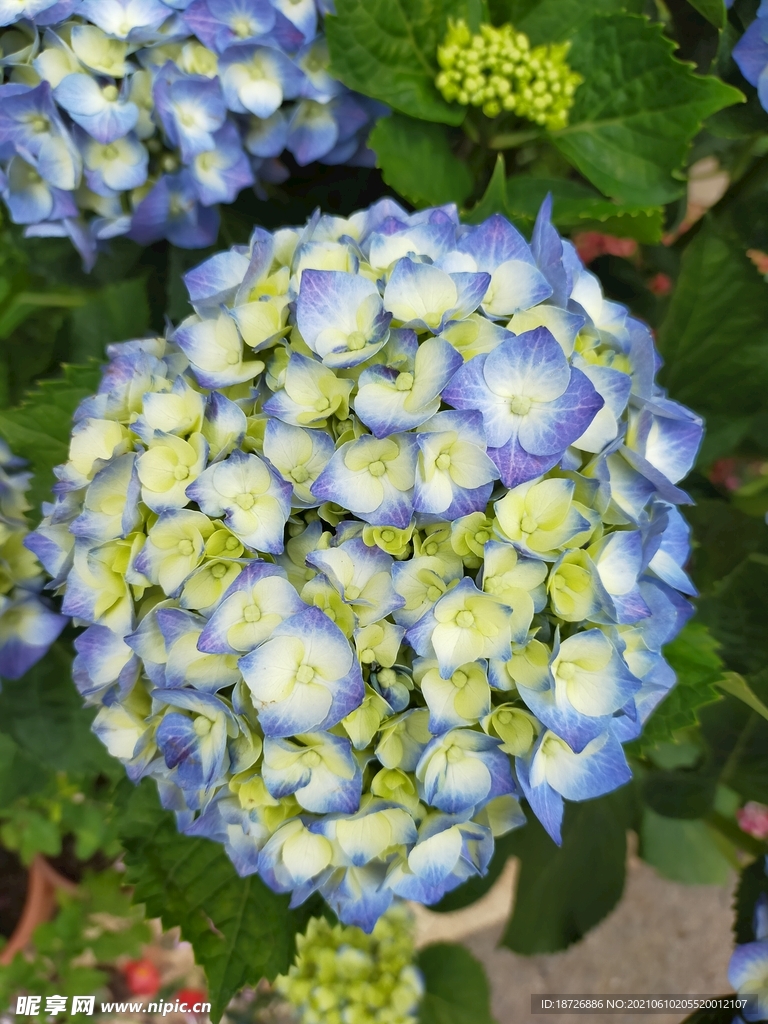 绣球花