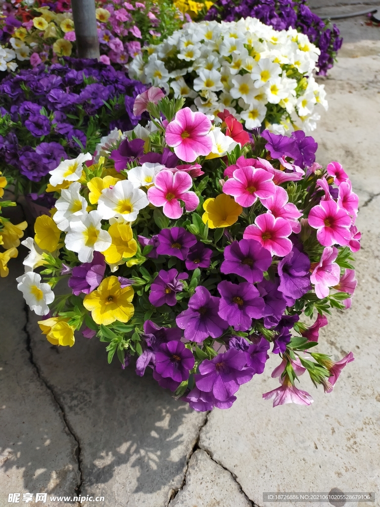 舞春花
