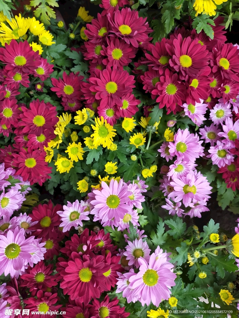 菊花