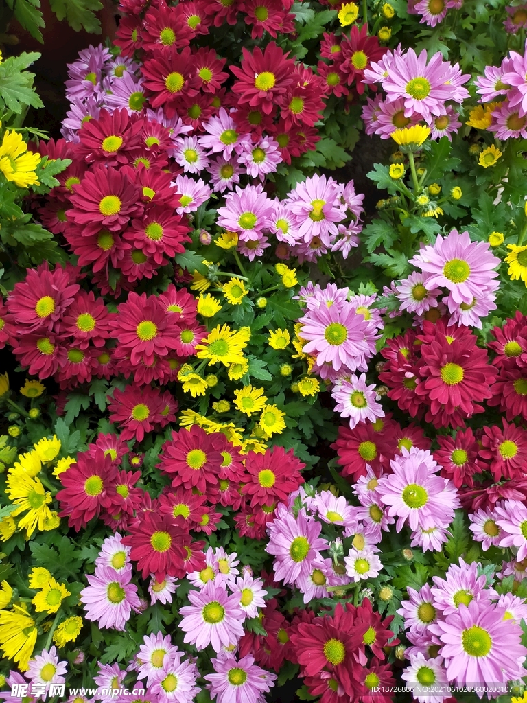 菊花