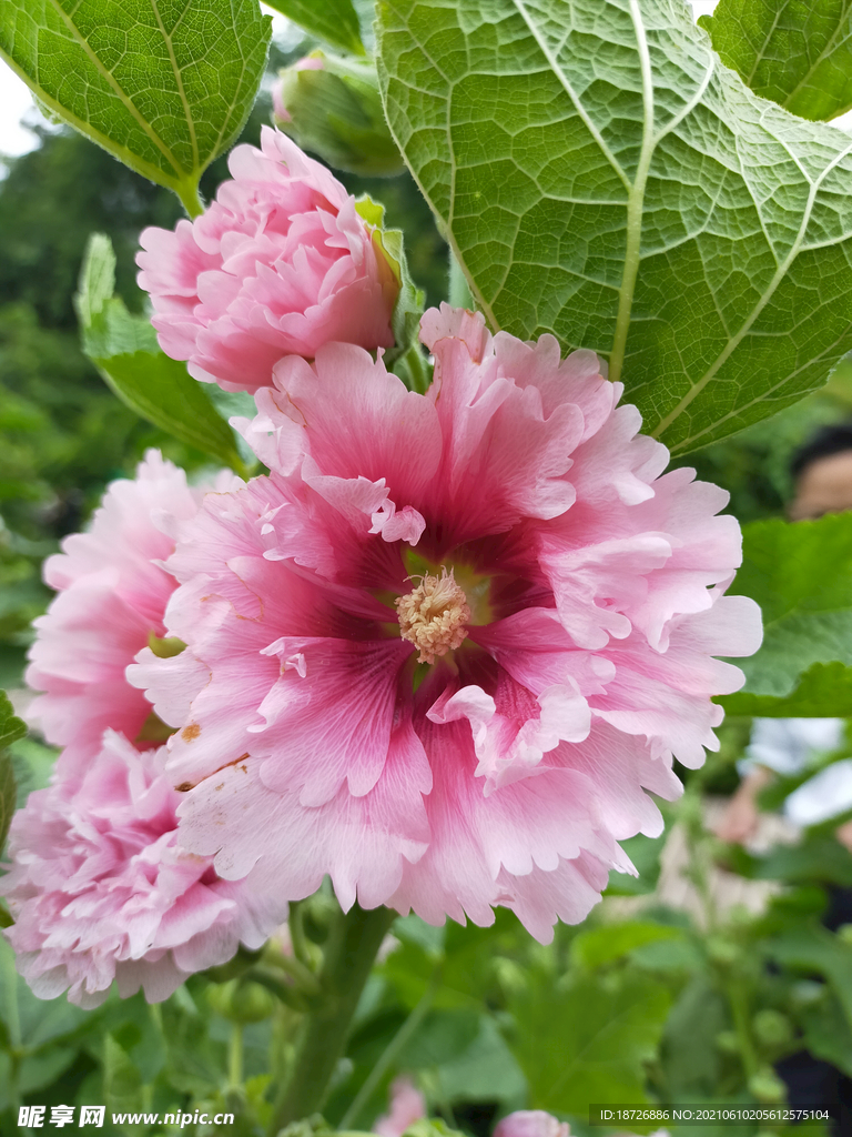 蜀葵