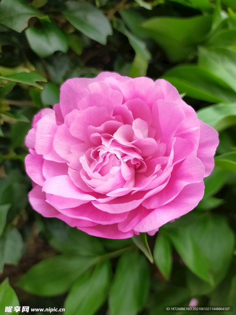 牡丹花