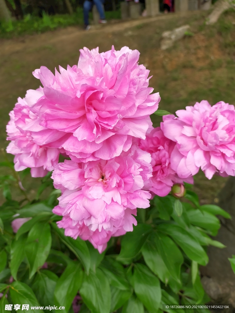 牡丹花