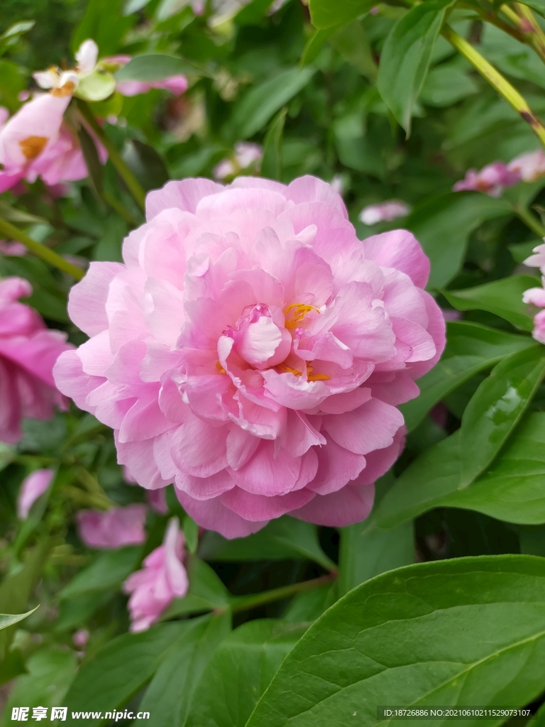 牡丹花
