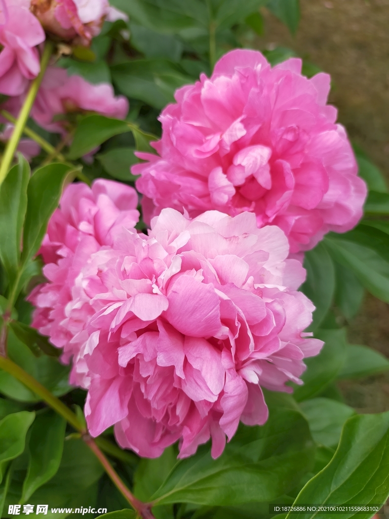 牡丹花