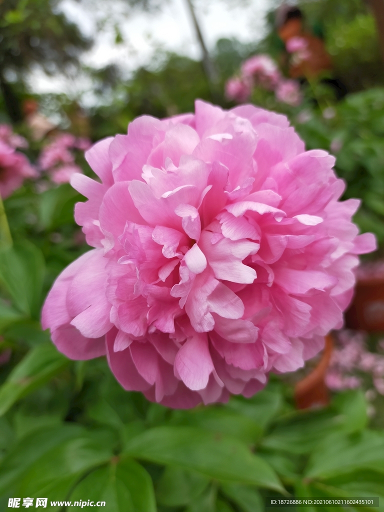 牡丹花