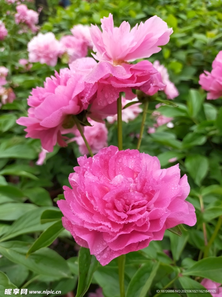 牡丹花