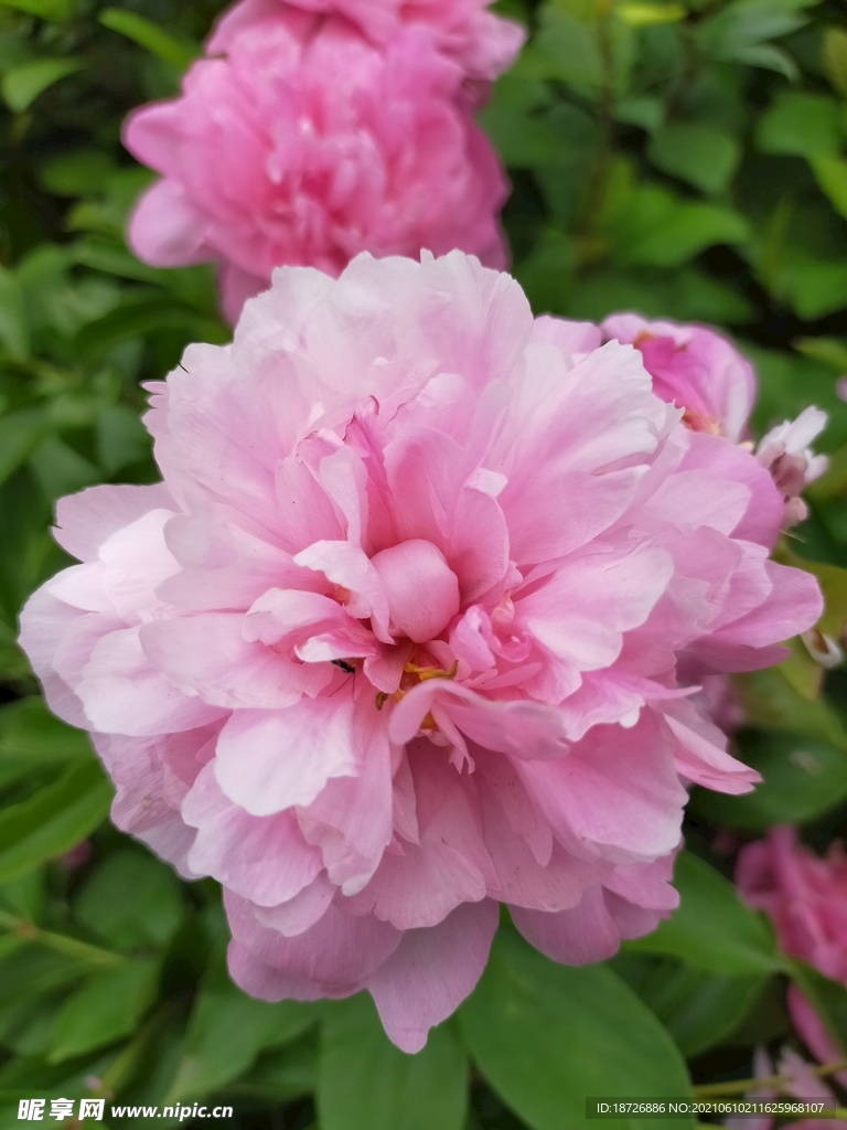 牡丹花