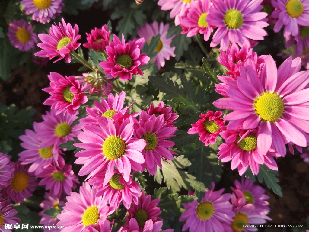 菊花