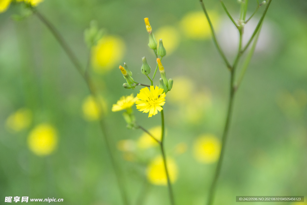 小黄花